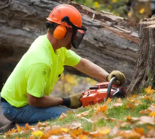 tree services Hyattsville